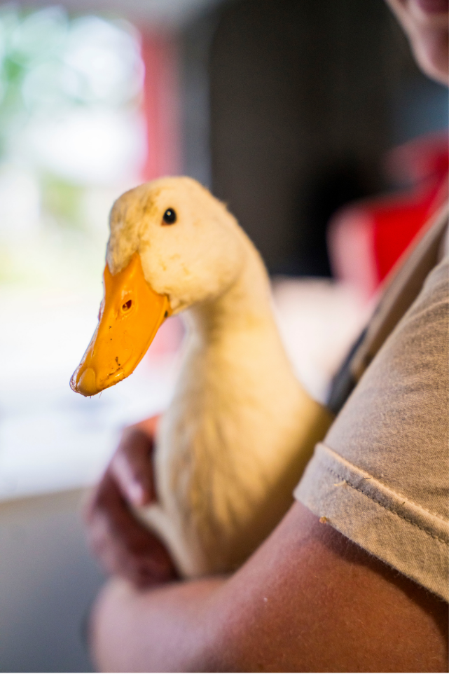 A duck at Angels Acres